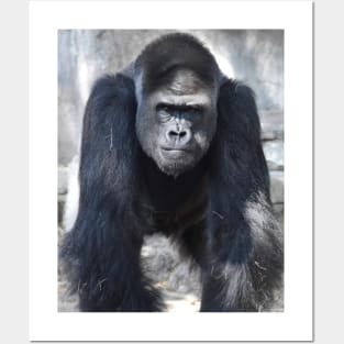 Western Lowland Gorilla Posters and Art